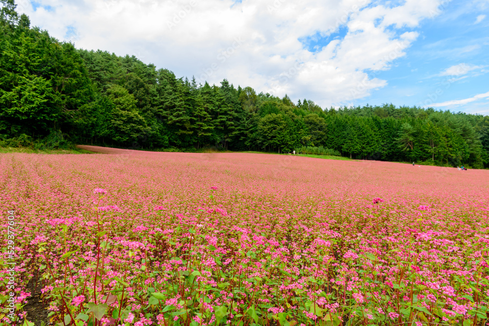 Red buckwheat flowers growing in an endless field stretch toward the sky