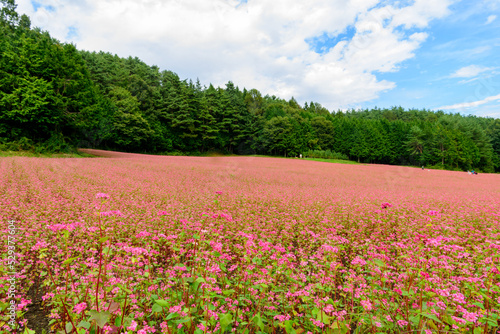 Red buckwheat flowers growing in an endless field stretch toward the sky