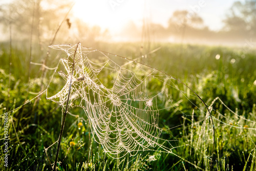 spider webs and the dew on the grass in the rays of the rising sun 