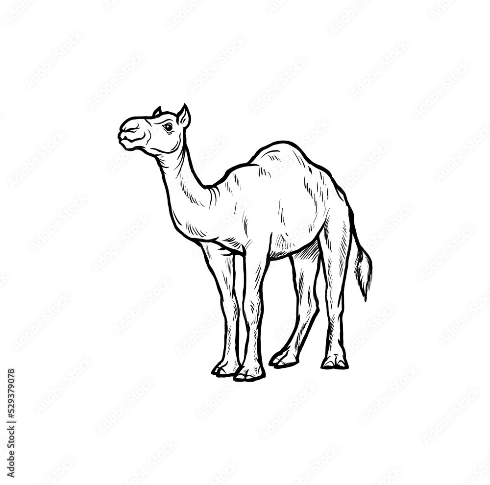 Fototapeta premium camel isolated on white