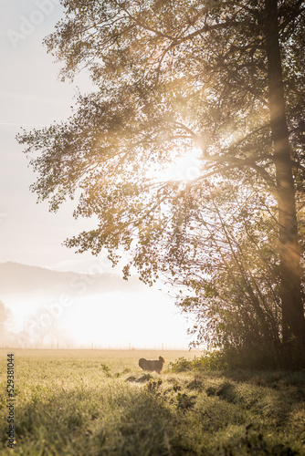 dog standing in foggy morning scene underneath a tree in front of mountains  while the sun rays shine through the branches