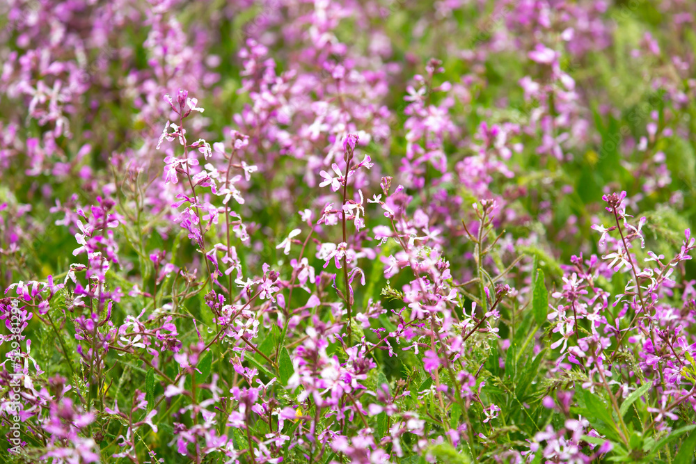 Blooming garden spring flowers. Blooming camel thorn in spring. Medicinal plant, pink flowers. Delicate floral landscape with blurry background and copy space. Blooming garden spring flowers. Blooming camel thorn in spring. Medicinal plant, pink flowers. Delicate floral landscape with blurry background and copy space.