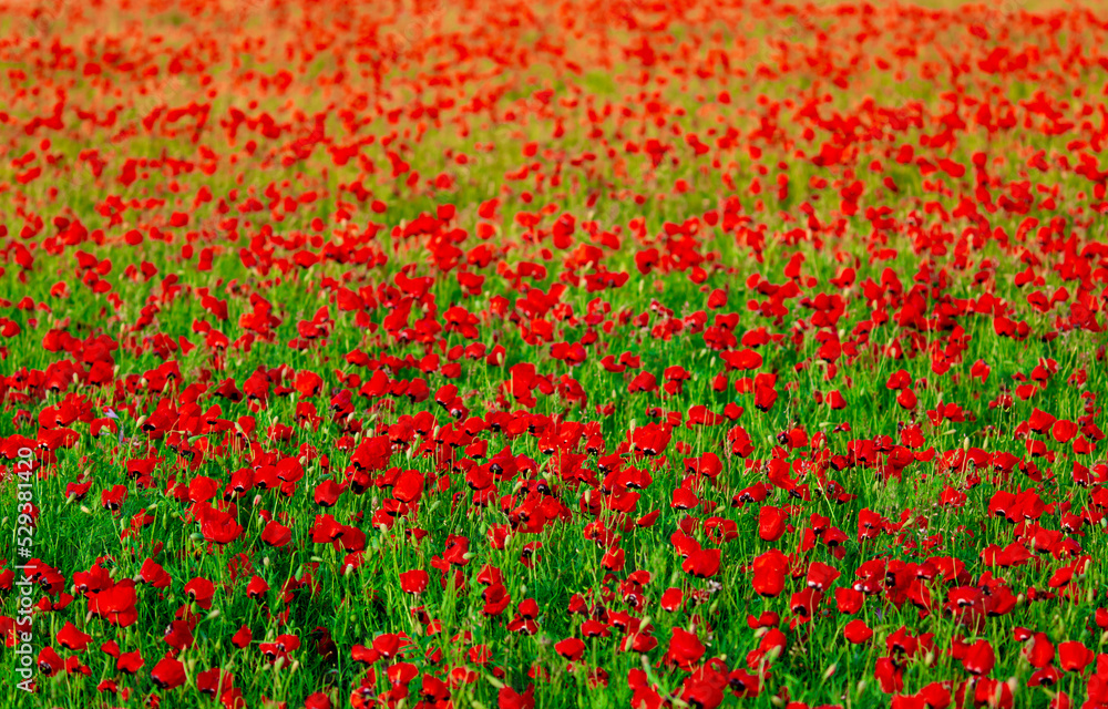 Spring, Field of poppy flowers against the blue sky with clouds. The concept of freshness of morning nature. Spring landscape of wildflowers. Beautiful landscape long banner.