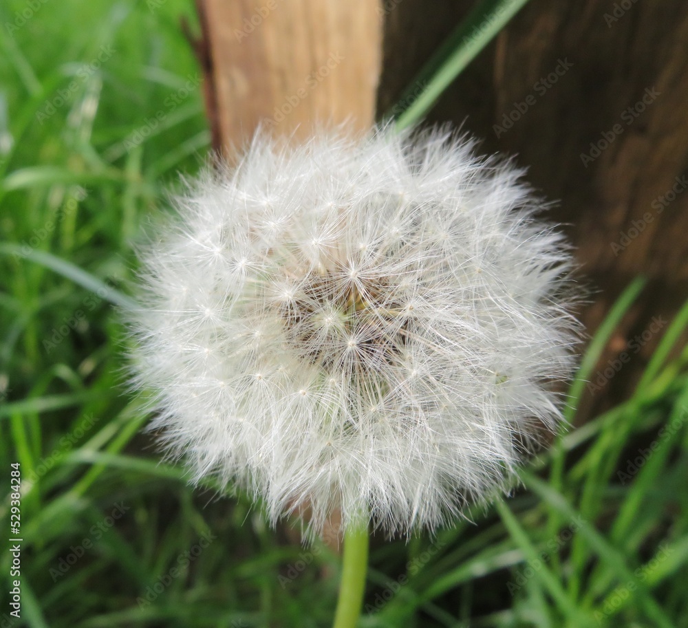 Fototapeta premium closeup of dandelion on green background