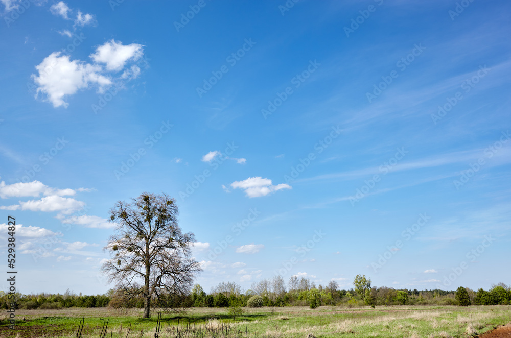 Beautiful summer rural landscape. Meadow with trees and grass against the clouds sky Beautiful summer rural landscape. Meadow with trees and grass against the clouds sky