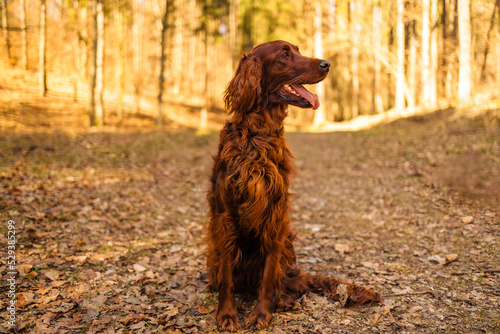 Canvastavla Closeup portrait of a purebred irish red setter gundog hunting dog breed wearing a brown leather collar with a dog tag outdoors in the forest in fall season