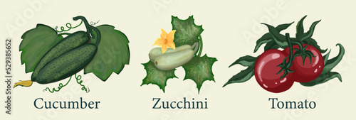 Tomatoes, cucumber, zucchini. Hand drawn vegetables. Isolated illustrations of farm vegetables. Clipart.