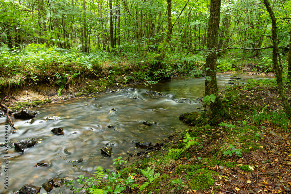 Silky smooth water flowing through the Ri d'Alyse on the border between Belgium and France. Lush green forest vegetation. Silky smooth water flowing through the Ri d'Alyse on the border between Belgium and France. Lush green forest vegetation.