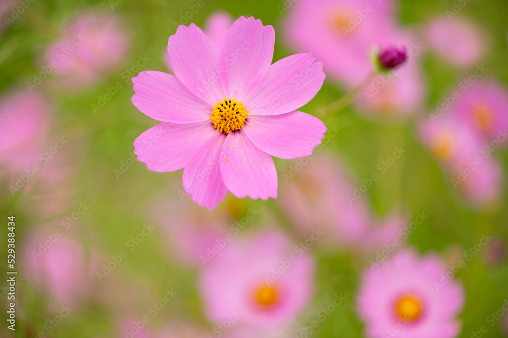 コスモスの花２