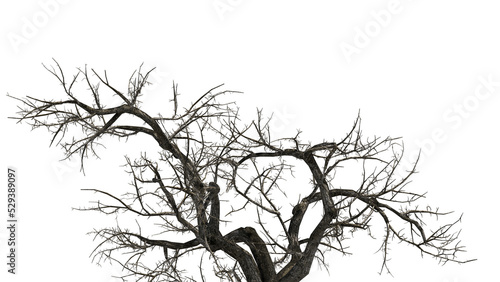 Dead tree branches dried tree isolated photo
