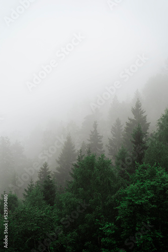 Photo A hillside in fog
