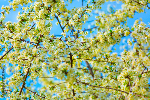 White flowers bloom in the trees. Spring landscape with blooming sakura tree. Beautiful blooming garden on a sunny day. Copy space for text.