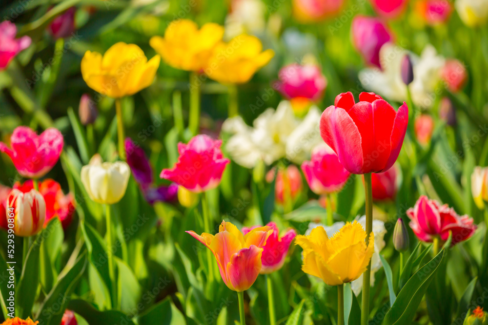 Blooming tulips. Spring floral background. Field of bright beautiful tulips close-up. Colorful tulips at the Holland Flower Festival. long banner Blooming tulips. Spring floral background. Field of bright beautiful tulips close-up. Colorful tulips at the Holland Flower Festival. long banner