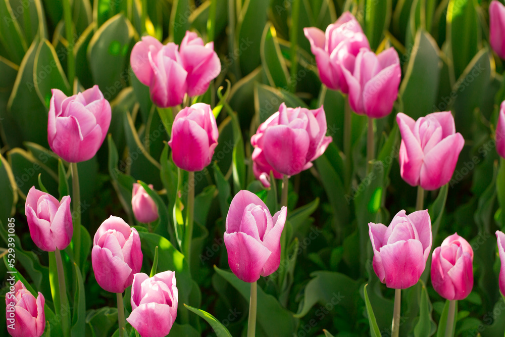Blooming tulips. Spring floral background. Field of bright beautiful tulips close-up. Colorful tulips at the Holland Flower Festival. long banner Blooming tulips. Spring floral background. Field of bright beautiful tulips close-up. Colorful tulips at the Holland Flower Festival. long banner