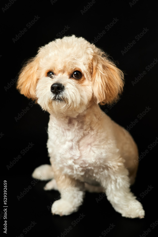A portrait of beige Maltipoo puppy on a black background. Adorable Maltese and Poodle mix Puppy A portrait of beige Maltipoo puppy on a black background. Adorable Maltese and Poodle mix Puppy