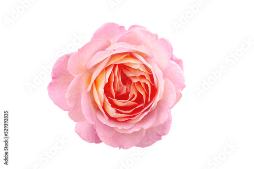 Fotografi Single rose flower in pastel pink and orange isolated, png format