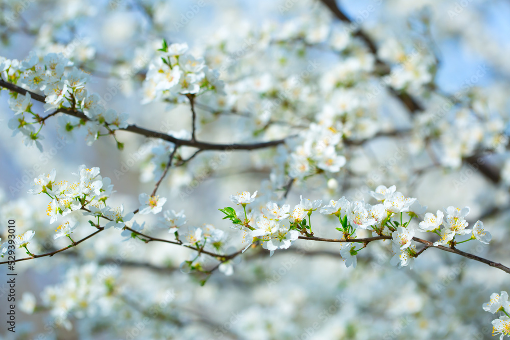 White flowers bloom in the trees. Spring landscape with blooming sakura tree. Beautiful blooming garden on a sunny day. Copy space for text. White flowers bloom in the trees. Spring landscape with blooming sakura tree. Beautiful blooming garden on a sunny day. Copy space for text.