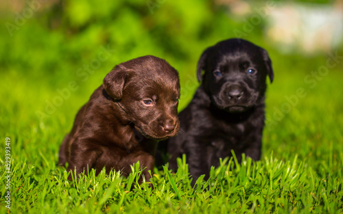 Young dogs of breed labrador close up. Labrador puppy, beautiful little dogs running around the green grass. Mowed lawn. Copy space for text, long banner.The concept of childhood friendship and games