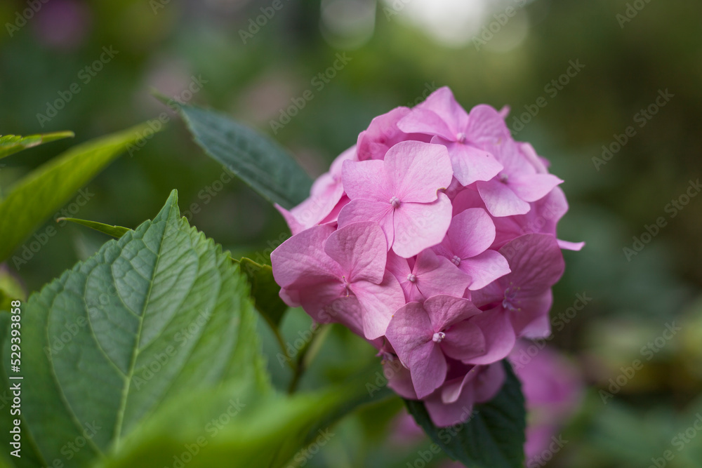 hydrangea flowers blooming in the garden hydrangea flowers blooming in the garden