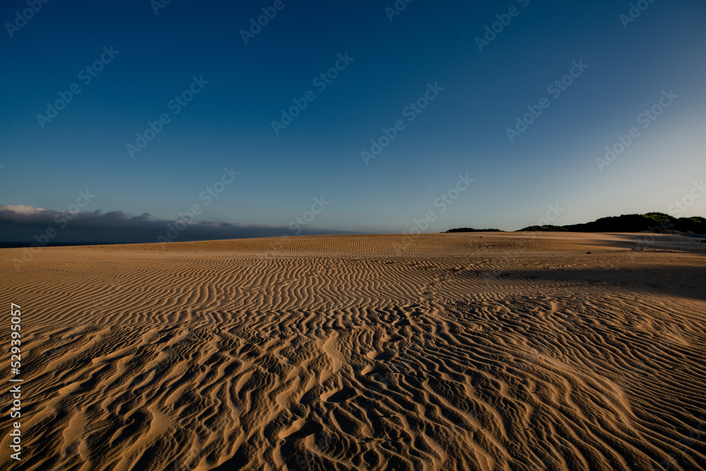 Naklejka premium moi scout 2022