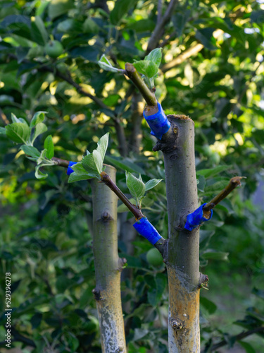 grafting trees with blue duct tape in the garden