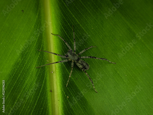 A black spider is on a green leaf. The picture was taken using a smartphone with a 40mm macro lens.