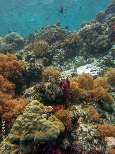 Fototapeta Naklejka Na Ścianę i Meble -  Underwater photo, coral reefs and small tropical fishes, Big drop off, Koror, Rock Island Southern Lagoon, Palau, Pacific