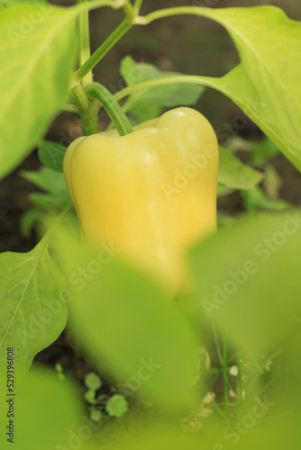 sweet organic yellow pepper in the garden