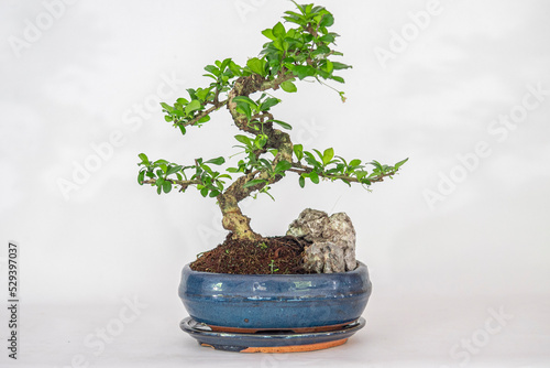 Karmona drobnolistna bonsai