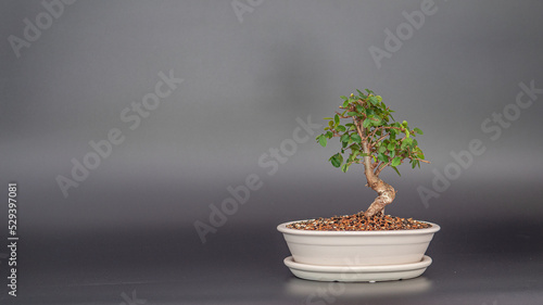 Wiąz drobnolistny bonsai