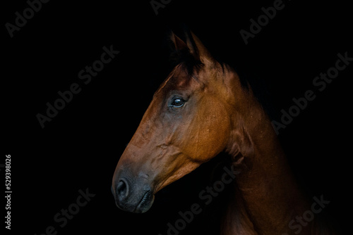 portrait of a horse on black background