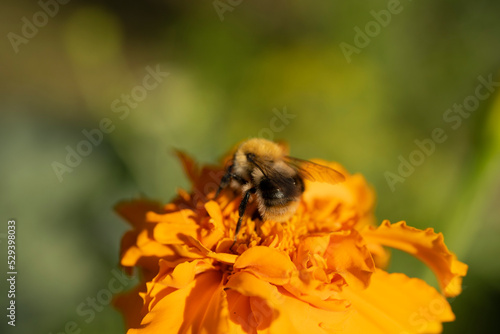 Bumblebee on an orange flower in the garden