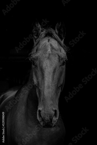 black and white portrait of a horse on black background