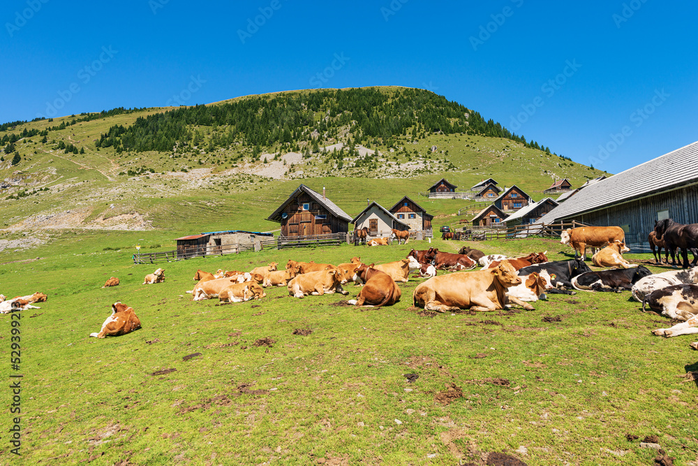 Fototapeta premium Herd of dairy cows and horses in a mountain pasture, Italy-Austria border, Feistritz an der Gail municipality, Osternig or Oisternig peak, Carinthia, Carnic Alps, Austria, central Europe.