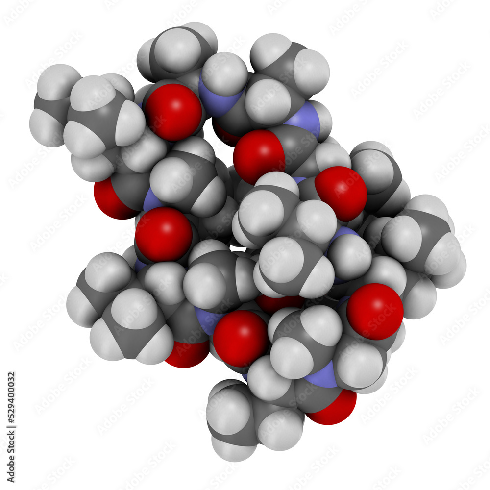 Voclosporin immunosuppressant drug molecule. 3D rendering. Atoms are represented as spheres with conventional color coding: hydrogen (white), carbon (grey), nitrogen (blue), oxygen (red). Voclosporin immunosuppressant drug molecule. 3D rendering. Atoms are represented as spheres with conventional color coding: hydrogen (white), carbon (grey), nitrogen (blue), oxygen (red).