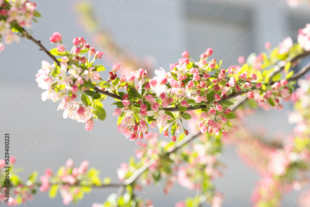 Fototapeta premium pink cherry blossom
