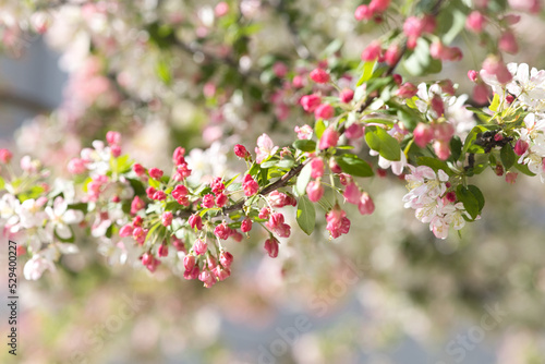 pink cherry blossom