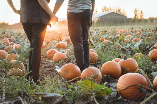 Cuadro en lienzo Couple at the pumpkin patch