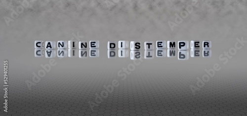 canine distemper word or concept represented by black and white letter cubes on a grey horizon background stretching to infinity