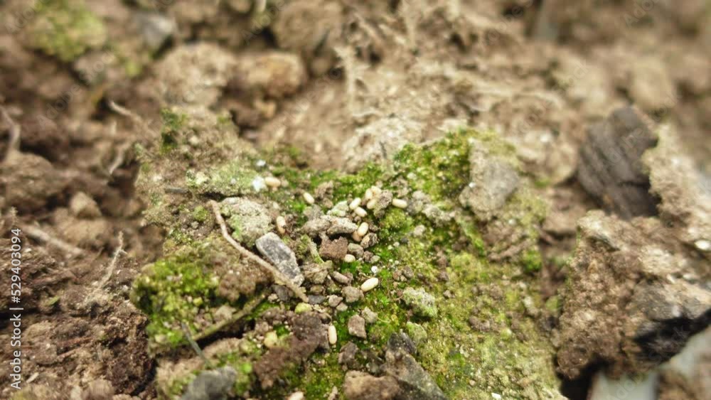 Dozens of tiny little black ants are running around on the broken ground and carrying their eggs. The care of insects for their offspring. Insects as pests in farm gardens Dozens of tiny little black ants are running around on the broken ground and carrying their eggs. The care of insects for their offspring. Insects as pests in farm gardens