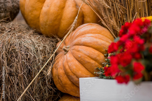 Photography Decorative pumpkins from the Golden autumn festival in Moscow, near red square, the Kremlin