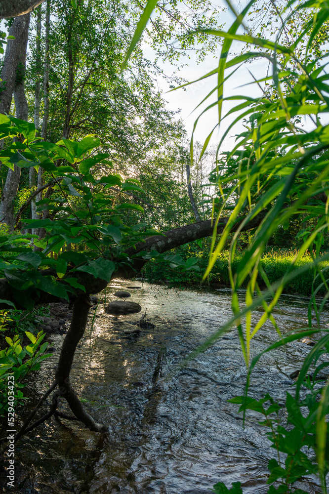 Naklejka premium stream in the forest