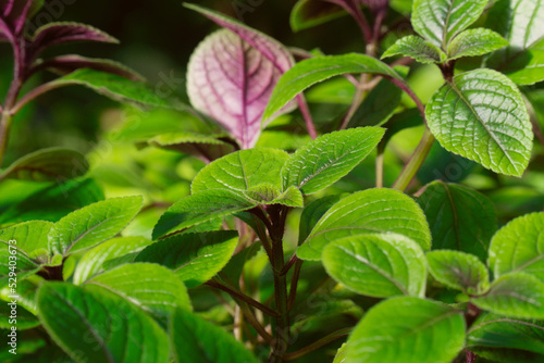 Wallpaper Mural chocolate mint leaves in sunlight Torontodigital.ca