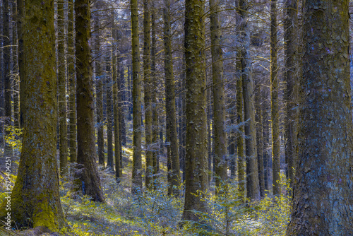 Evergreen Woodland - Cwmcarn Forest Drive