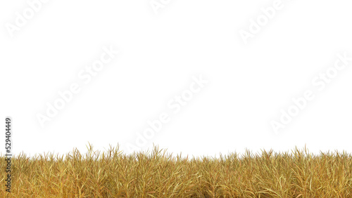 Dry grass isolated dry grass field