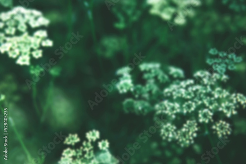 Blurred defocused dark green Background of flowering parsley plants. Local vegetable planting farm. Fresh organic Raw cilantro grass stems and inflorescences Natural spring vegetable garden background