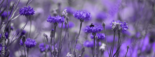 Blue flowers of cornflowers in the field.