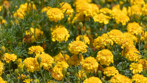 Marigold or yellow flowers on green background.