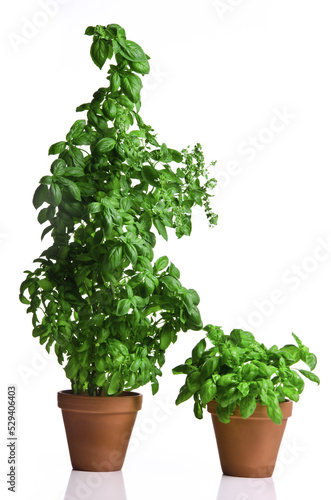 Basil, plant in pot isolated with refelction, Urban Gardening, Gardening