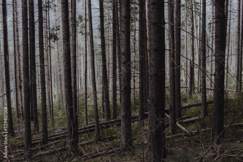 dark forest © Zuzanna